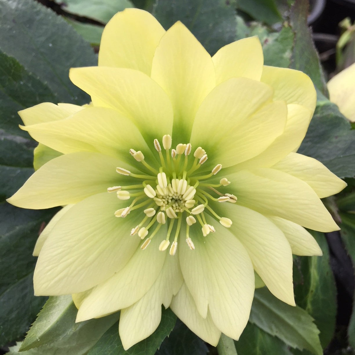 Helleborus WINTER JEWELS™ 'Golden Lotus'