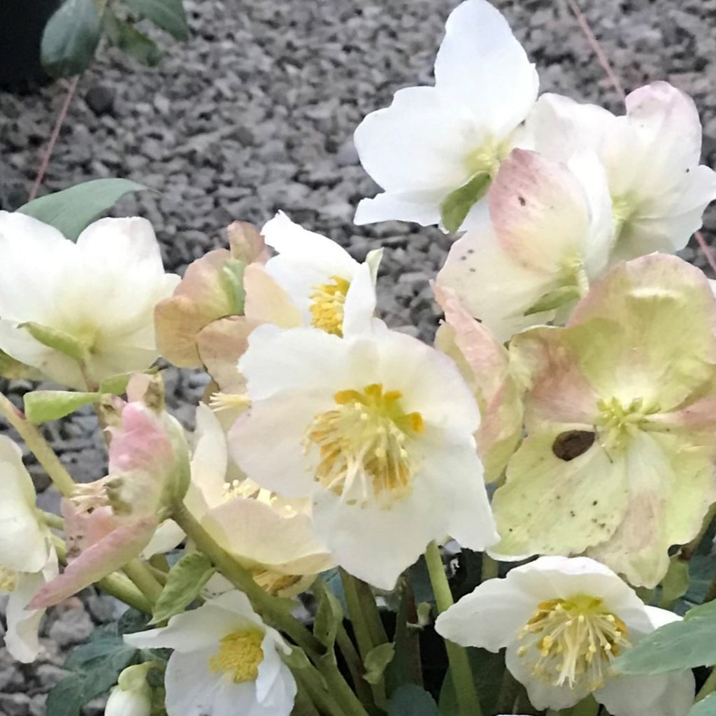 Helleborus 'HGC Jesko' PP25316
