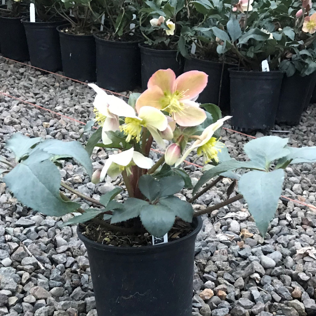 Helleborus HGC® MONTE CRISTO® PPAF
