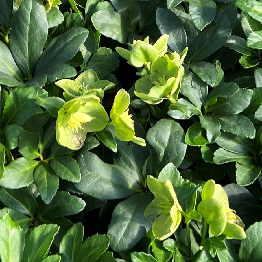 Helleborus HGC 'JOEL'