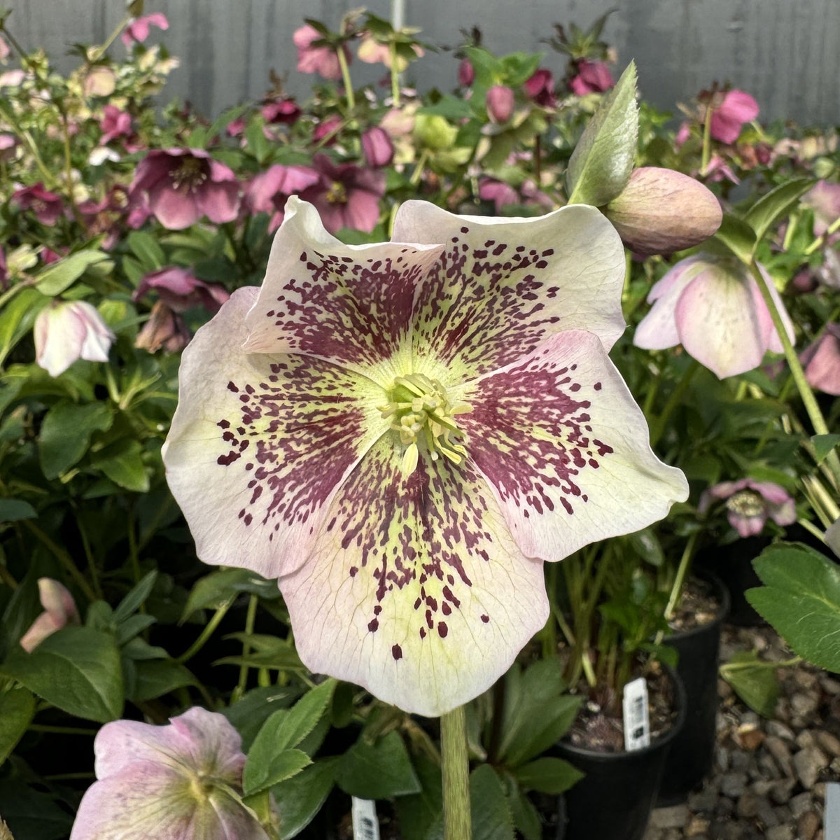 Helleborus x 'Ashwood Garden Hybrid'