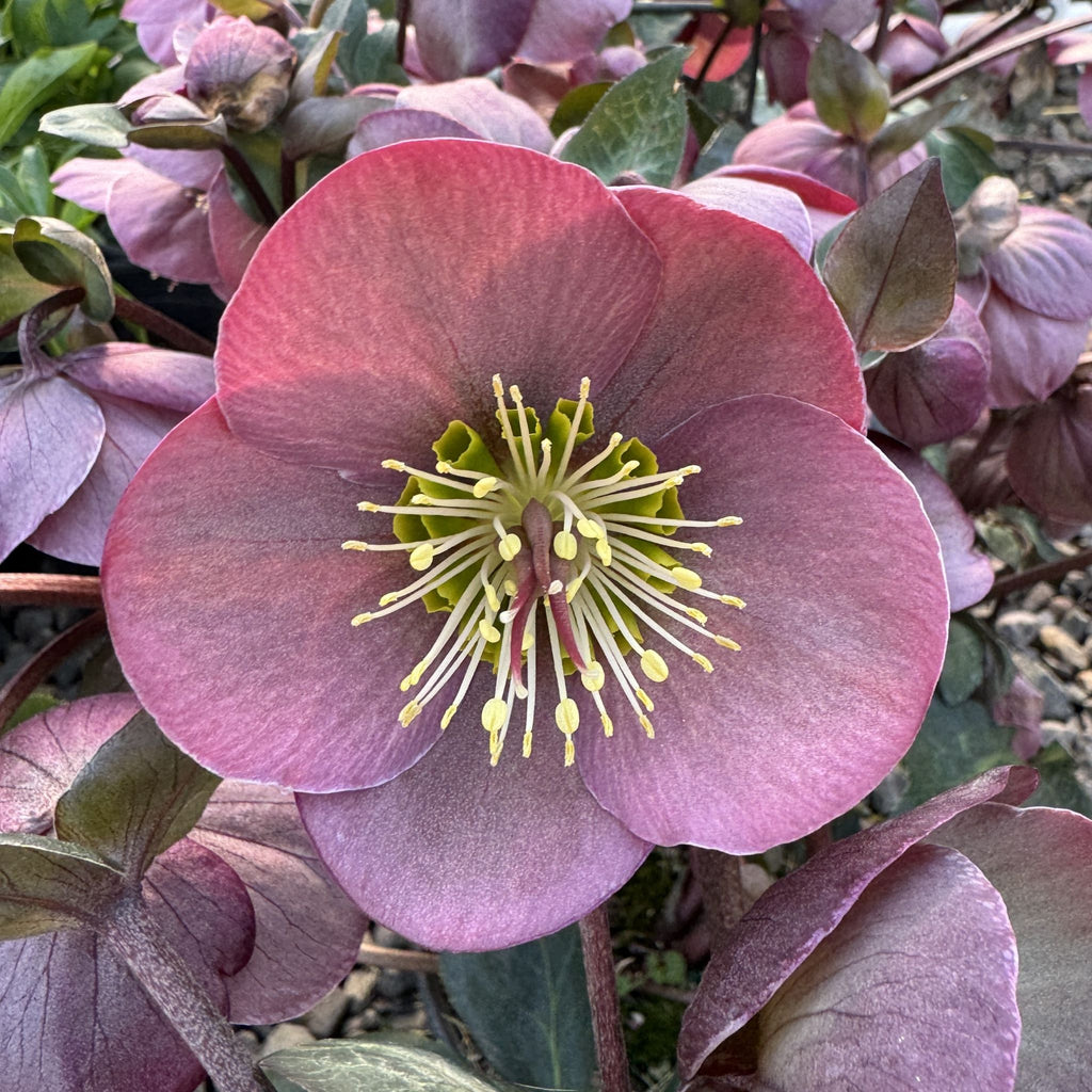 Helleborus x 'Penny's Pink' PPAF
