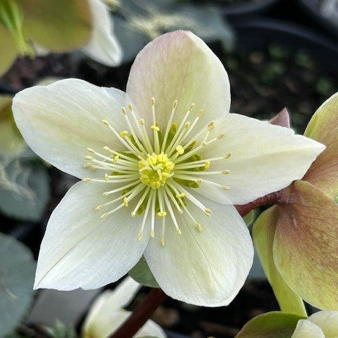 Helleborus x ericsmithii 'HGC Champion' PPAF