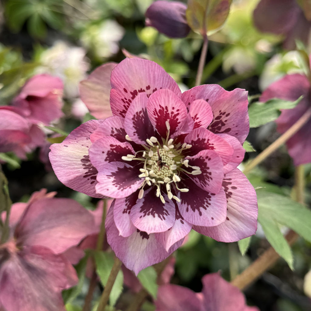 Helleborus x hybridus DOUBLE ELLEN® 'Pink Spotted'
