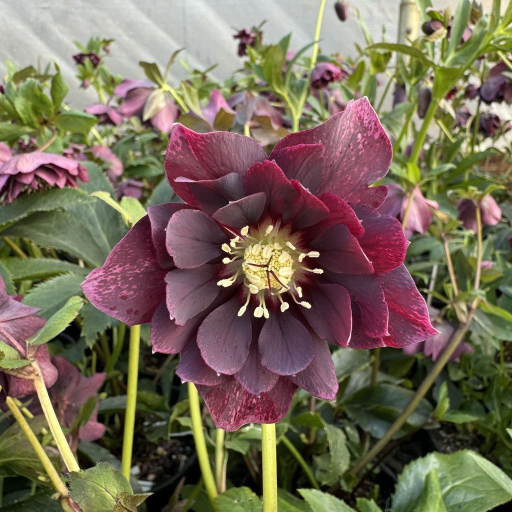 Helleborus x hybridus DOUBLE ELLEN® 'Red'