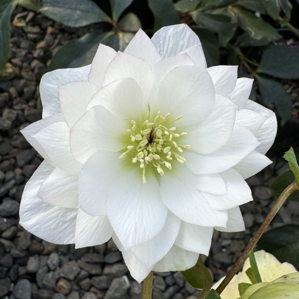 Helleborus × hybridus 'Pretty Ellen White'