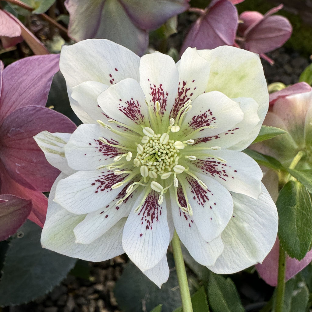 Helleborus x hybridus DOUBLE ELLEN® 'White Spotted'