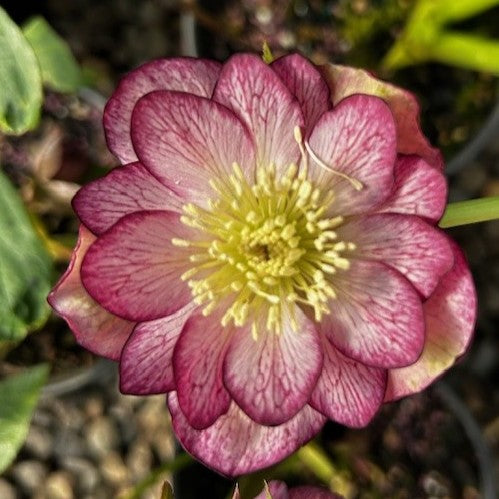 Helleborus x hybridus DOUBLE ELLEN® 'Picotee'