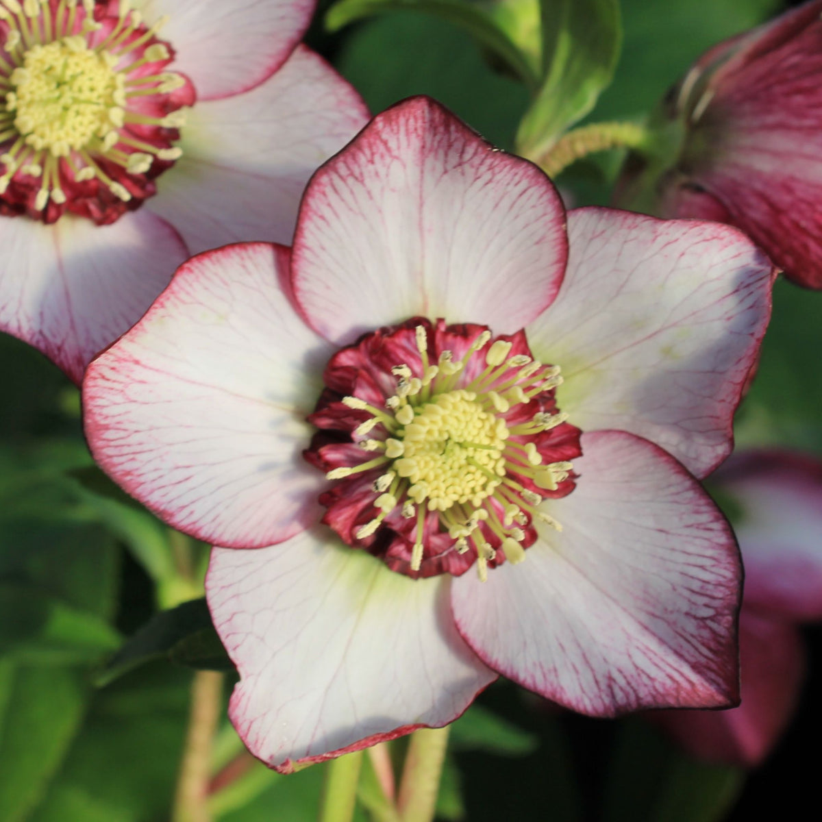 Helleborus WINTER JEWELS™ 'Cherry Blossom'