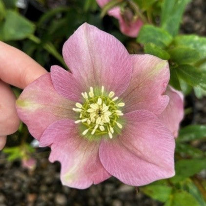 Helleborus × hybridus 'Pretty Ellen Pink'