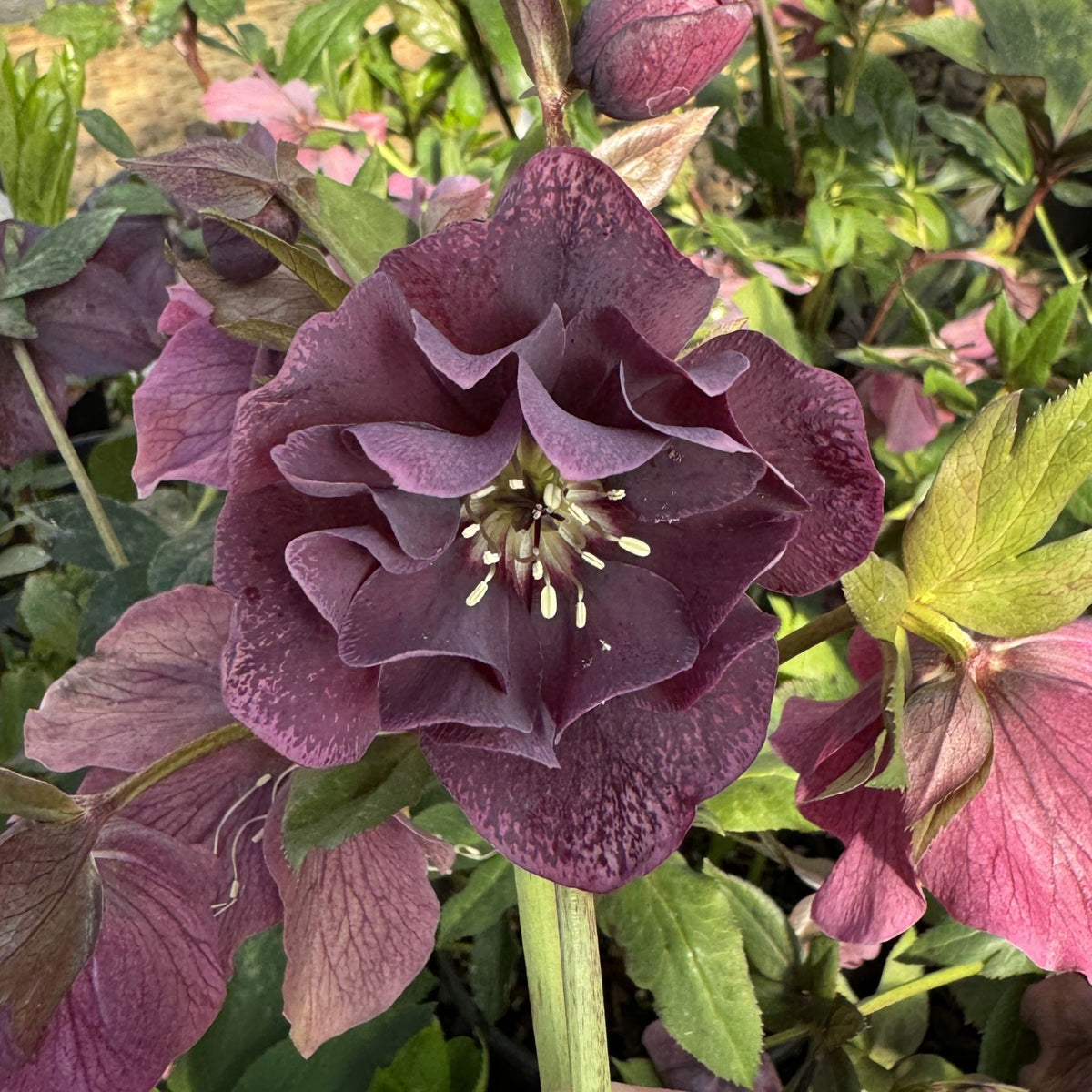 Helleborus × hybridus 'Pretty Ellen Red'