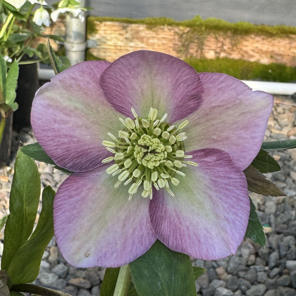 Helleborus x hybridus 'Sunshine Selections'