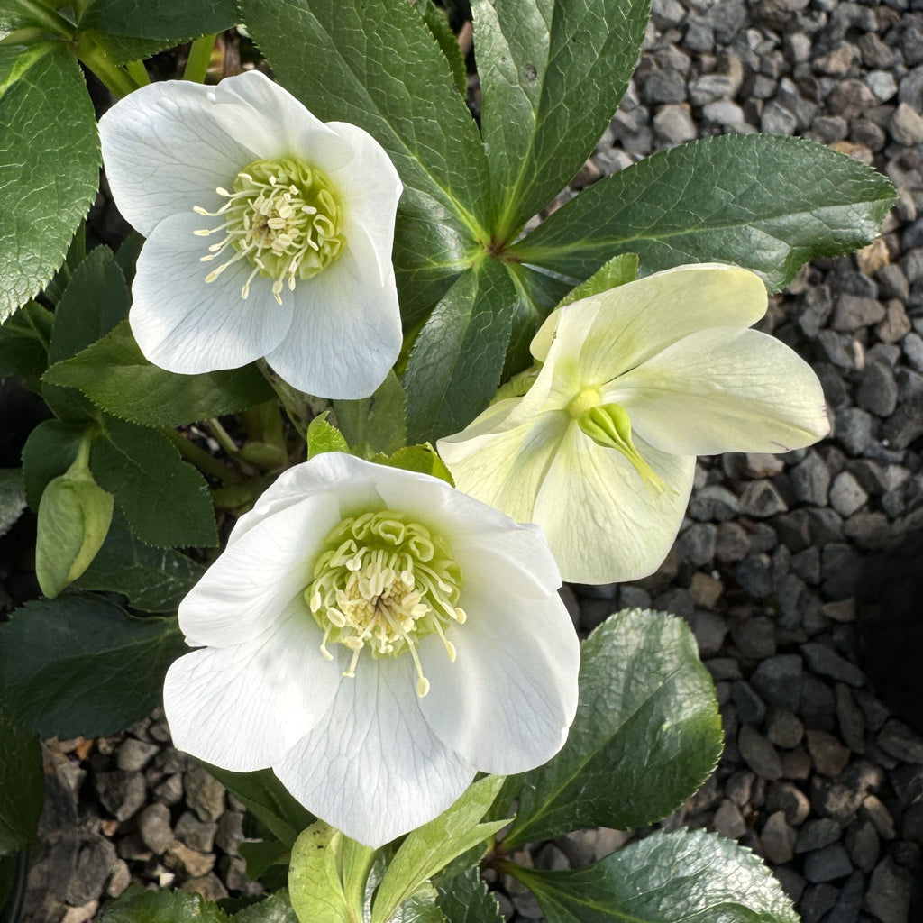 Helleborus x orientalis 'Winter Queen'® Strain