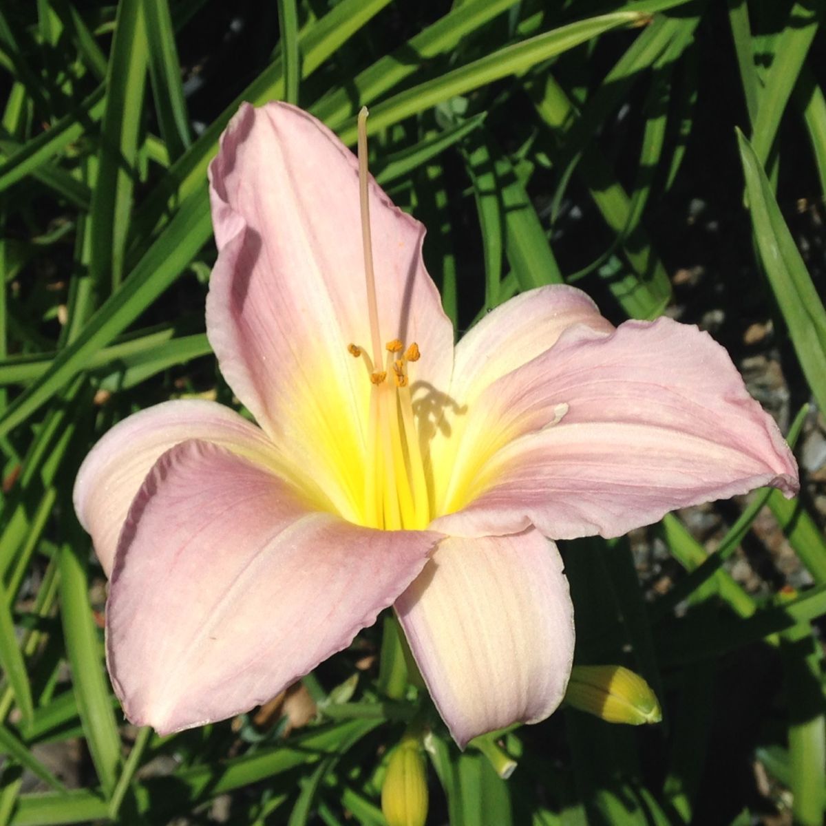 Hemerocallis 'Catherine Woodbury' (pink)