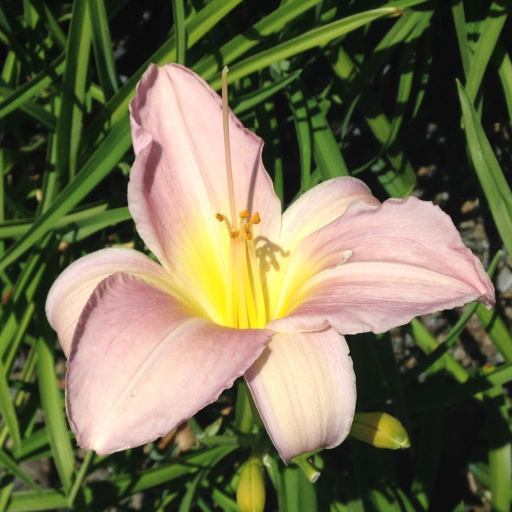Hemerocallis 'Catherine Woodbury' (pink)