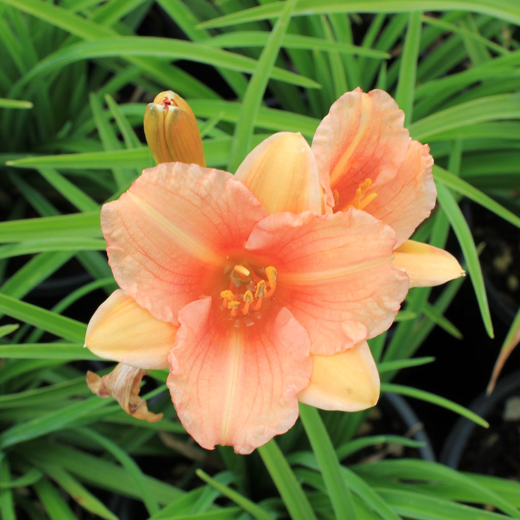Hemerocallis EveryDayLily® 'Pink Wing'