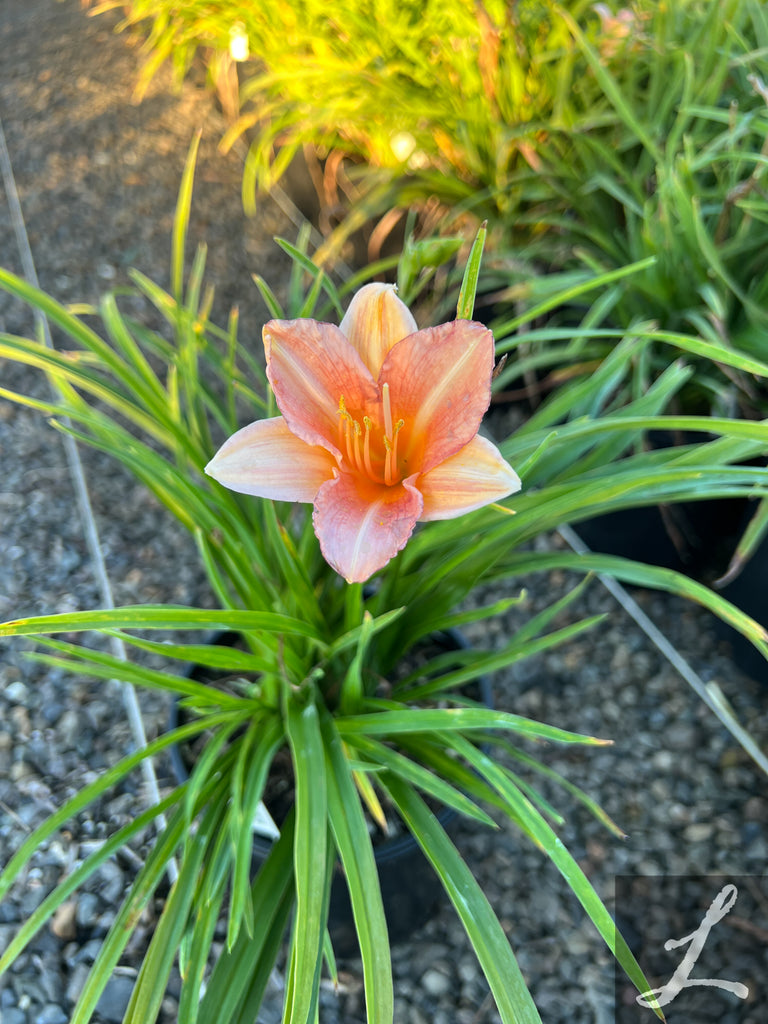 Hemerocallis EveryDayLily® 'Pink Wing'