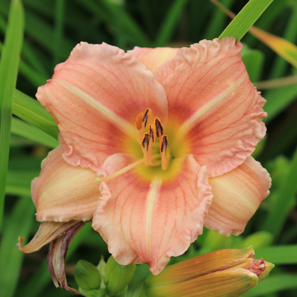 Hemerocallis EveryDayLily® 'Rose'