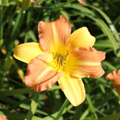 Hemerocallis EveryDayLily® 'Yellow Punch' – Loen Nursery, Inc.