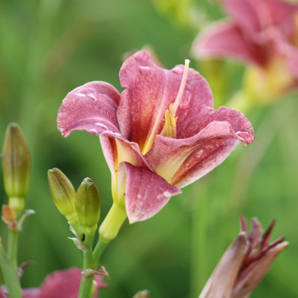 Hemerocallis 'Prairie Blue Eyes' (lavender)