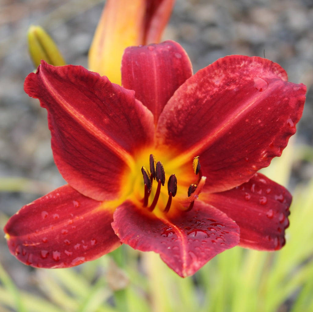 Hemerocallis 'Chicago Apache' (red)