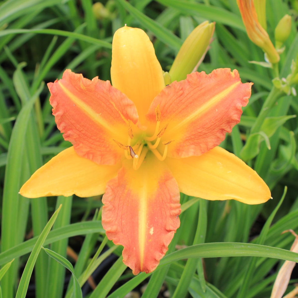 Hemerocallis 'Eenie Allegro' (apricot)