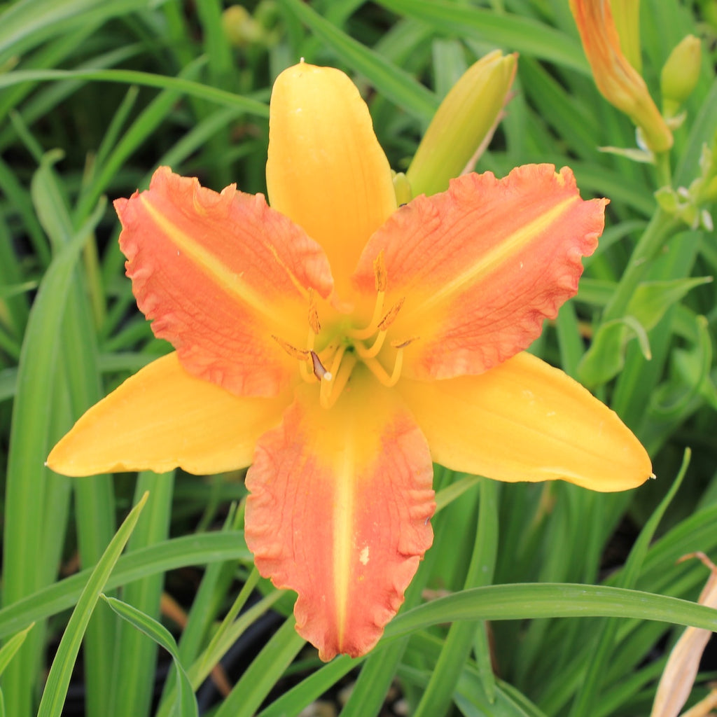 Hemerocallis 'Eenie Allegro' (apricot)