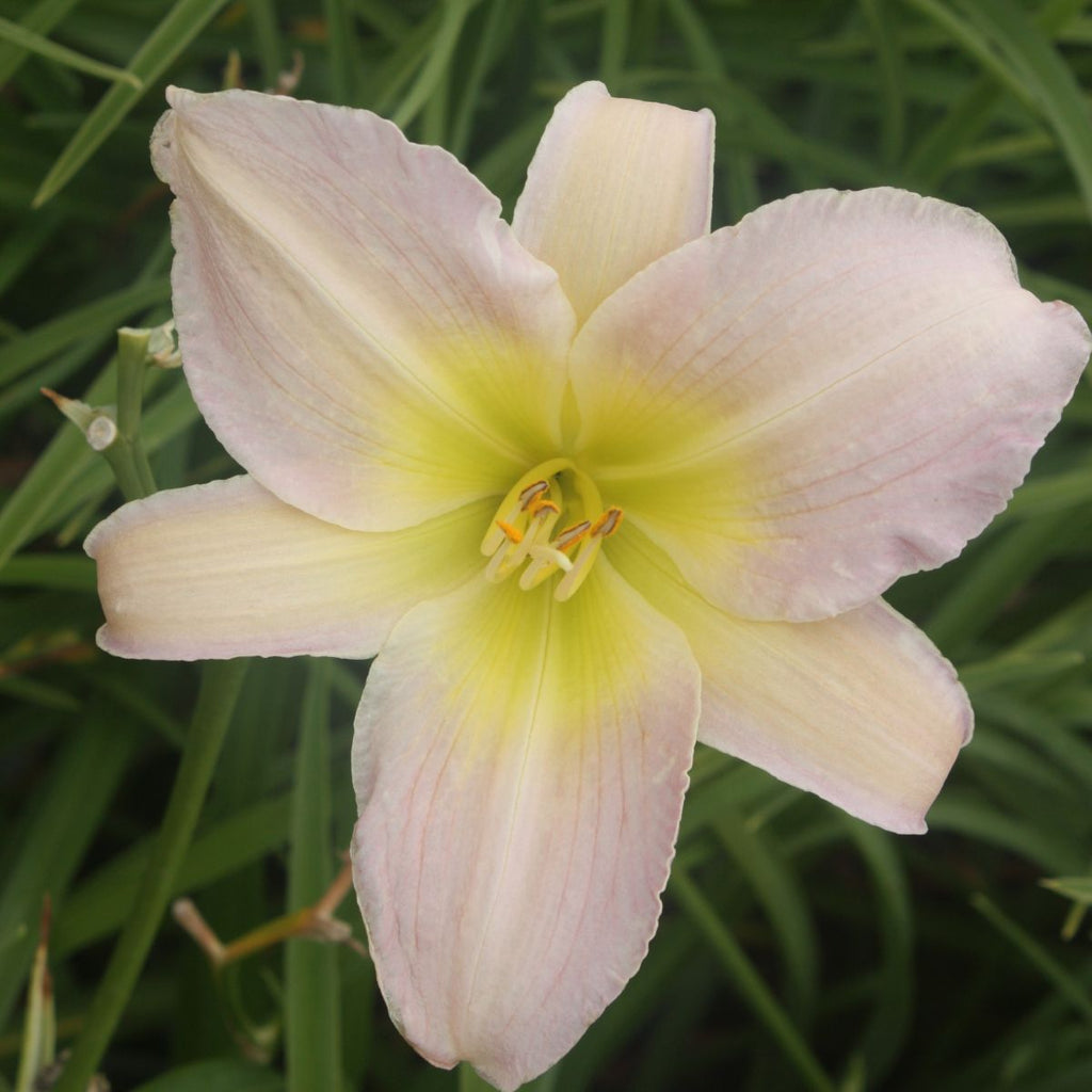 Hemerocallis 'Fair Annet' (pink)