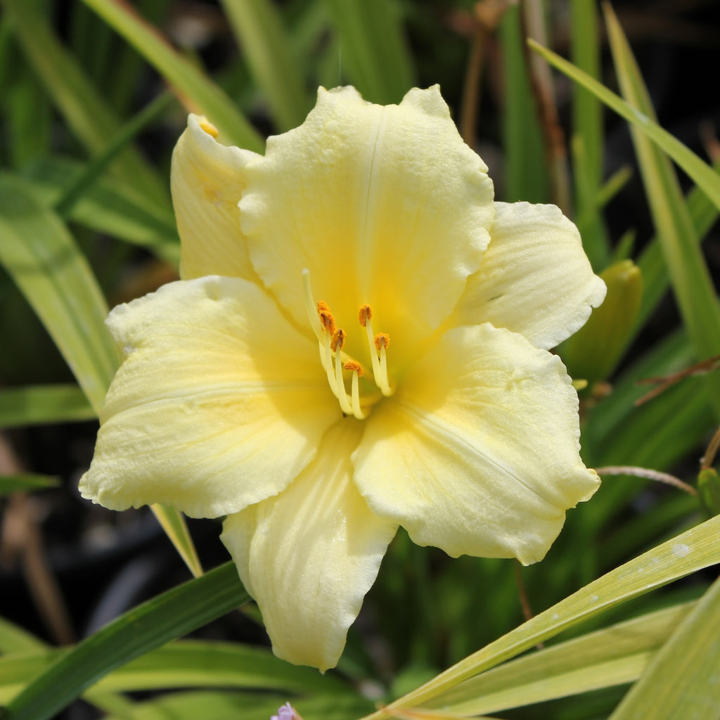 Hemerocallis 'Fragrant Returns' (yellow)