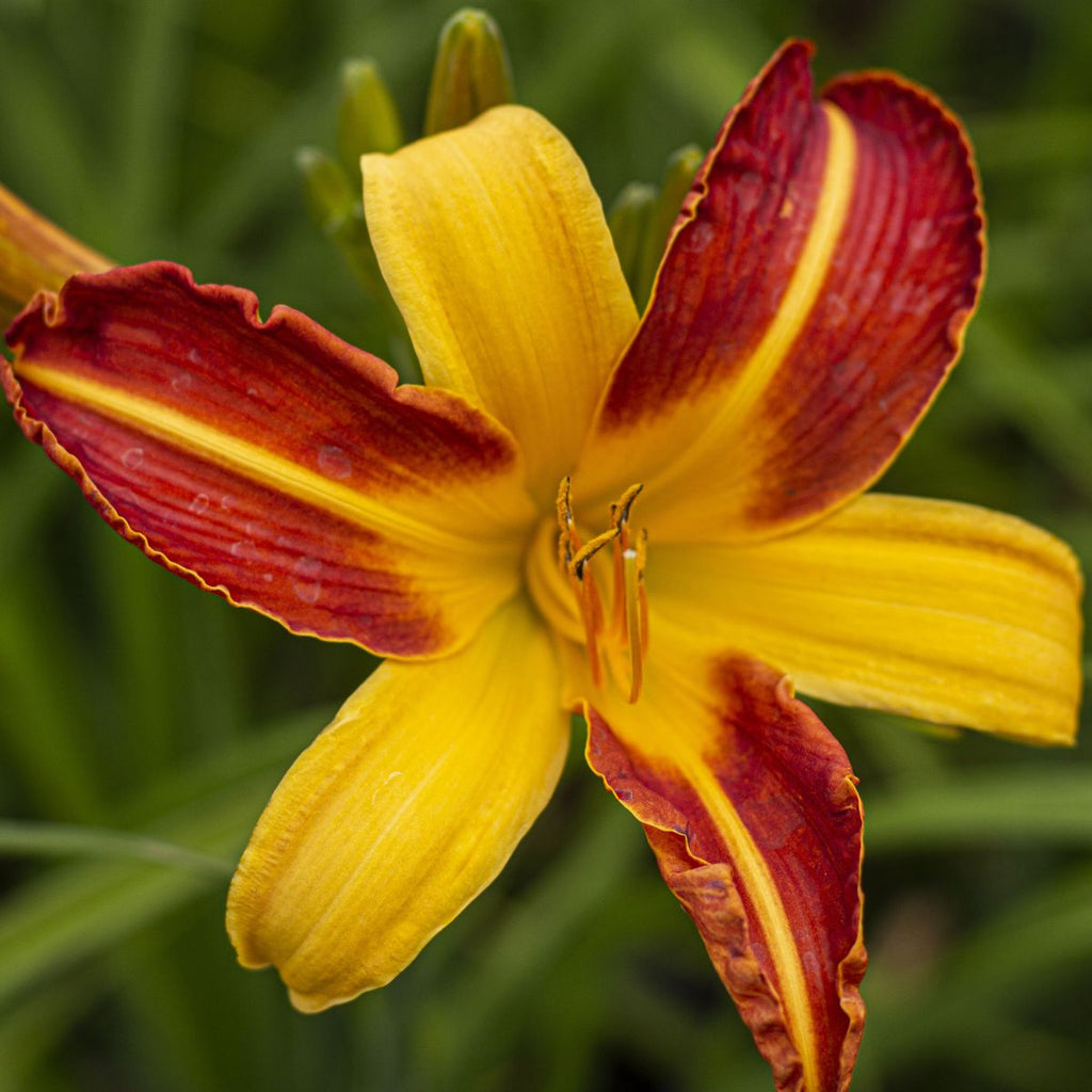 Hemerocallis 'Frans Hals' (orange)