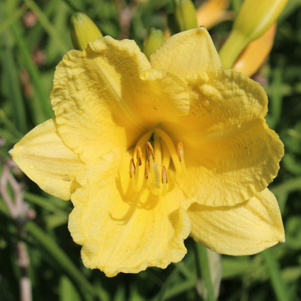 Hemerocallis 'Happy Returns' (yellow)