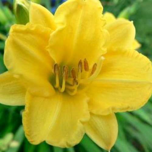 Hemerocallis 'Irish Elf' (yellow)