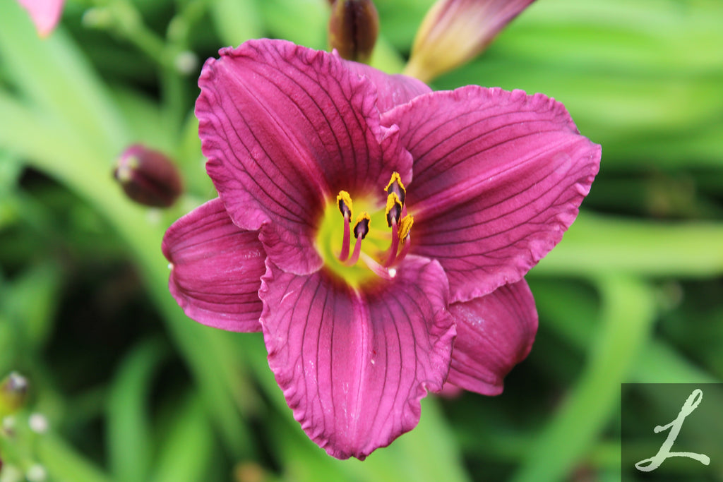 Hemerocallis 'Little Grapette' (purple)