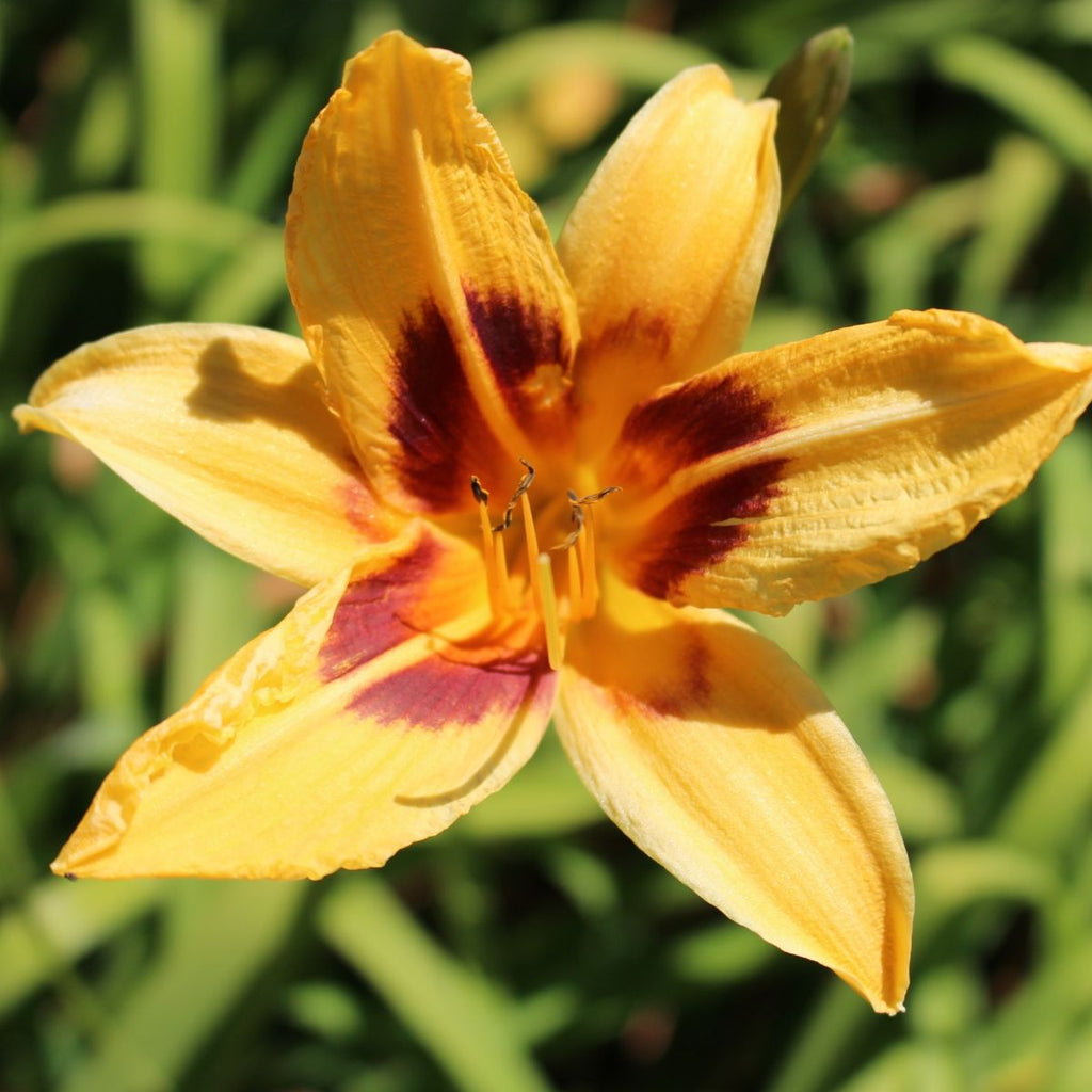 Hemerocallis 'Maja' (yellow)