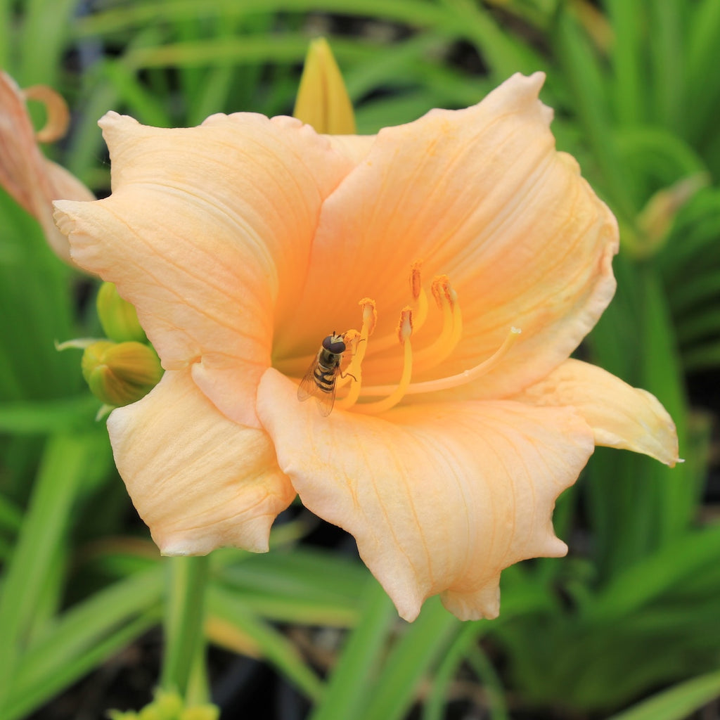 Hemerocallis 'Mini Pearl' (salmon)