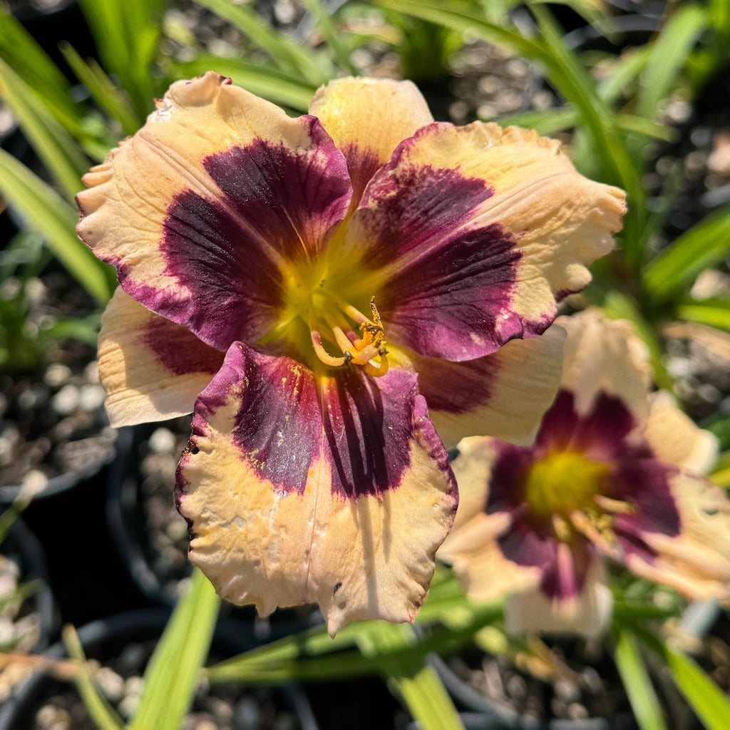 Hemerocallis 'Moonlight Masquerade' (purple/white)