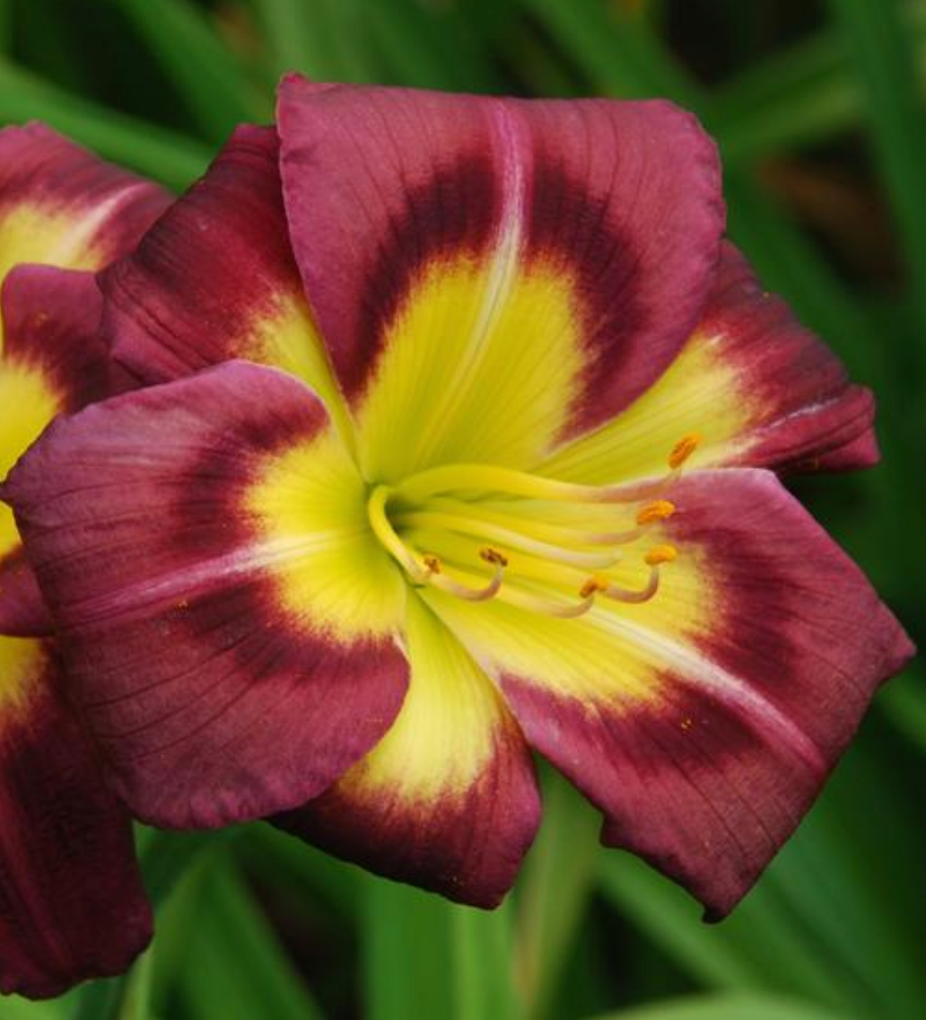 Hemerocallis 'Night Beacon' (purple)