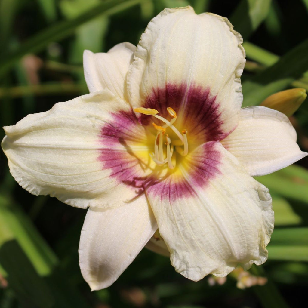 Hemerocallis 'Pandora's Box' (white/violet)