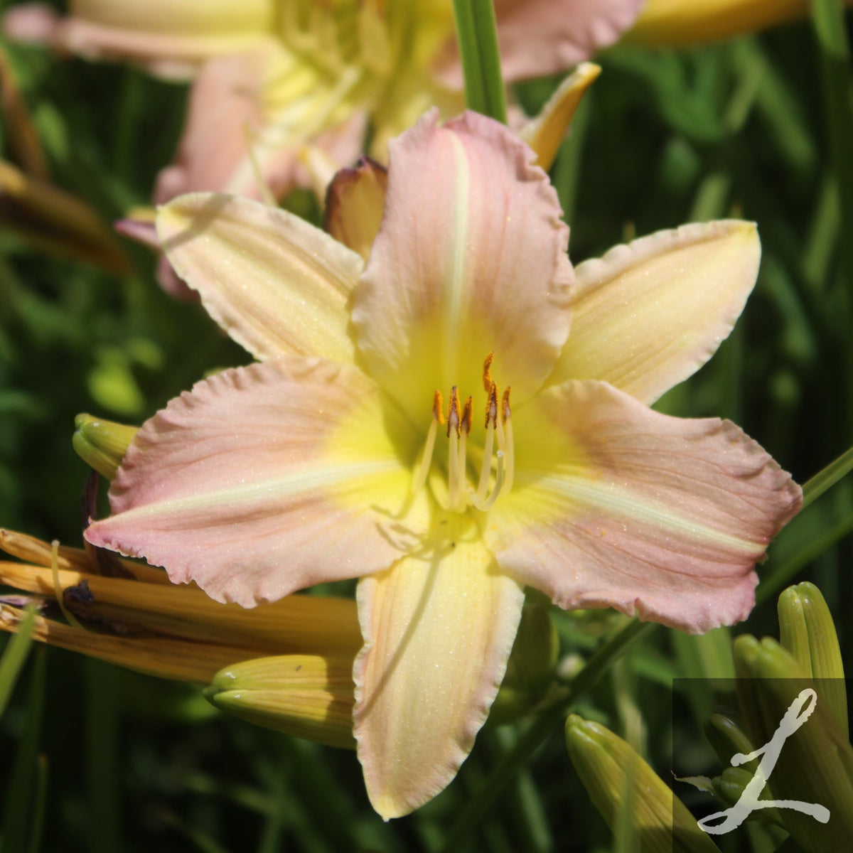 Hemerocallis EveryDayLily® 'Pink Cream'