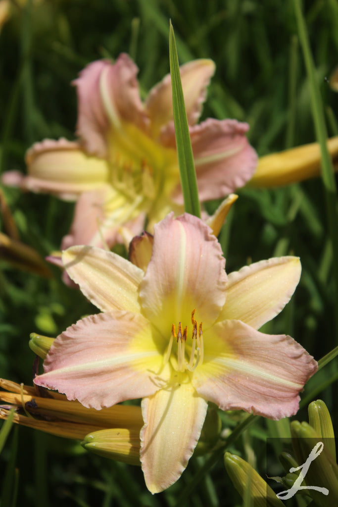 Hemerocallis EveryDayLily® 'Pink Cream'