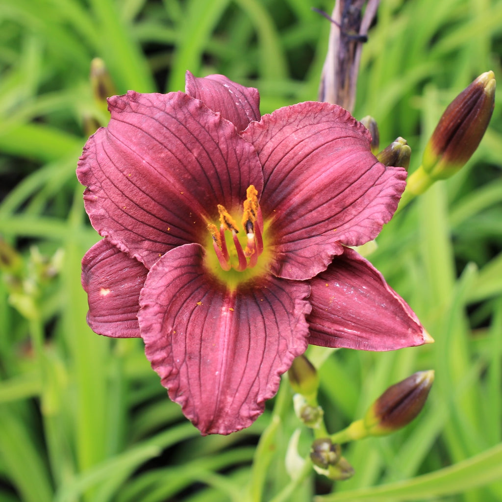 Hemerocallis 'Purple de Oro' (lavender)