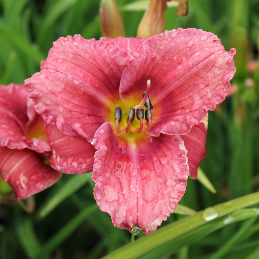 Hemerocallis 'Rosy Returns' (rose pink)