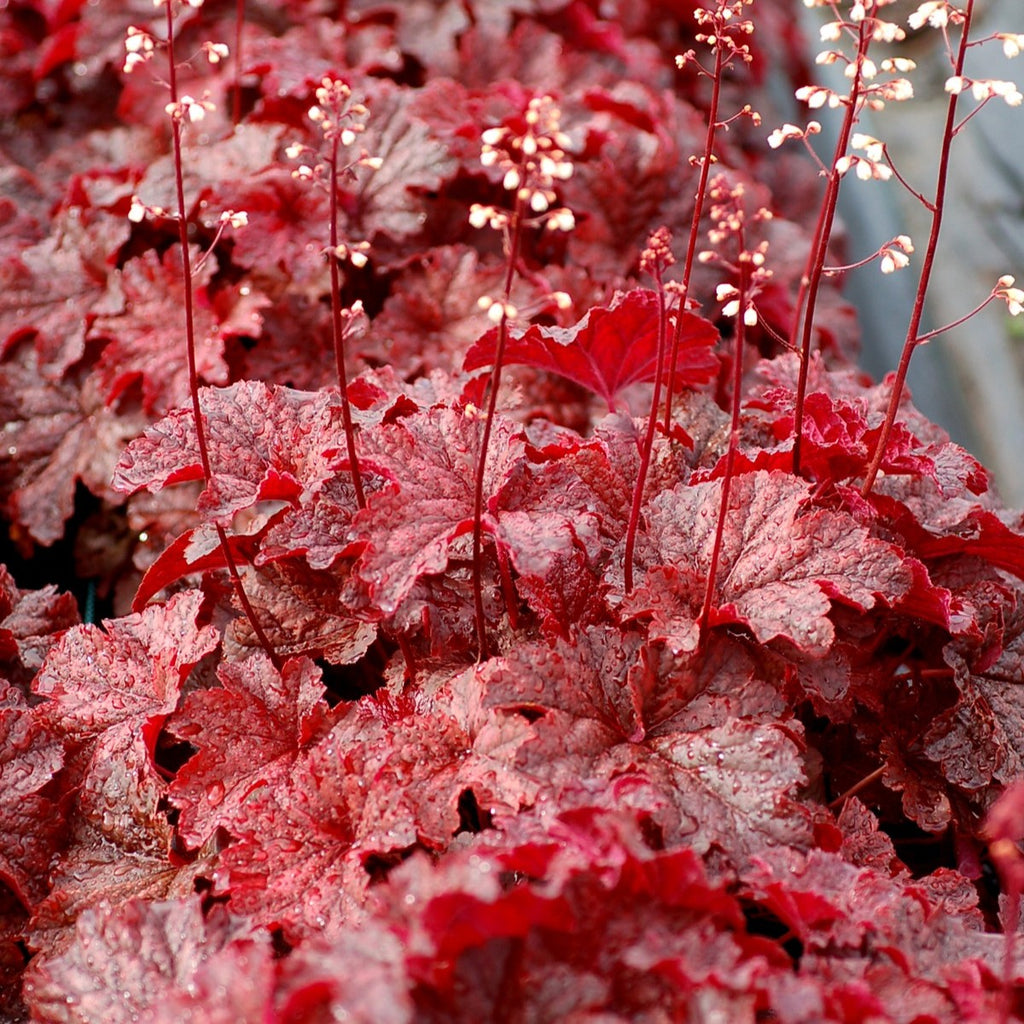 Heuchera 'Cajun Fire' PPAF