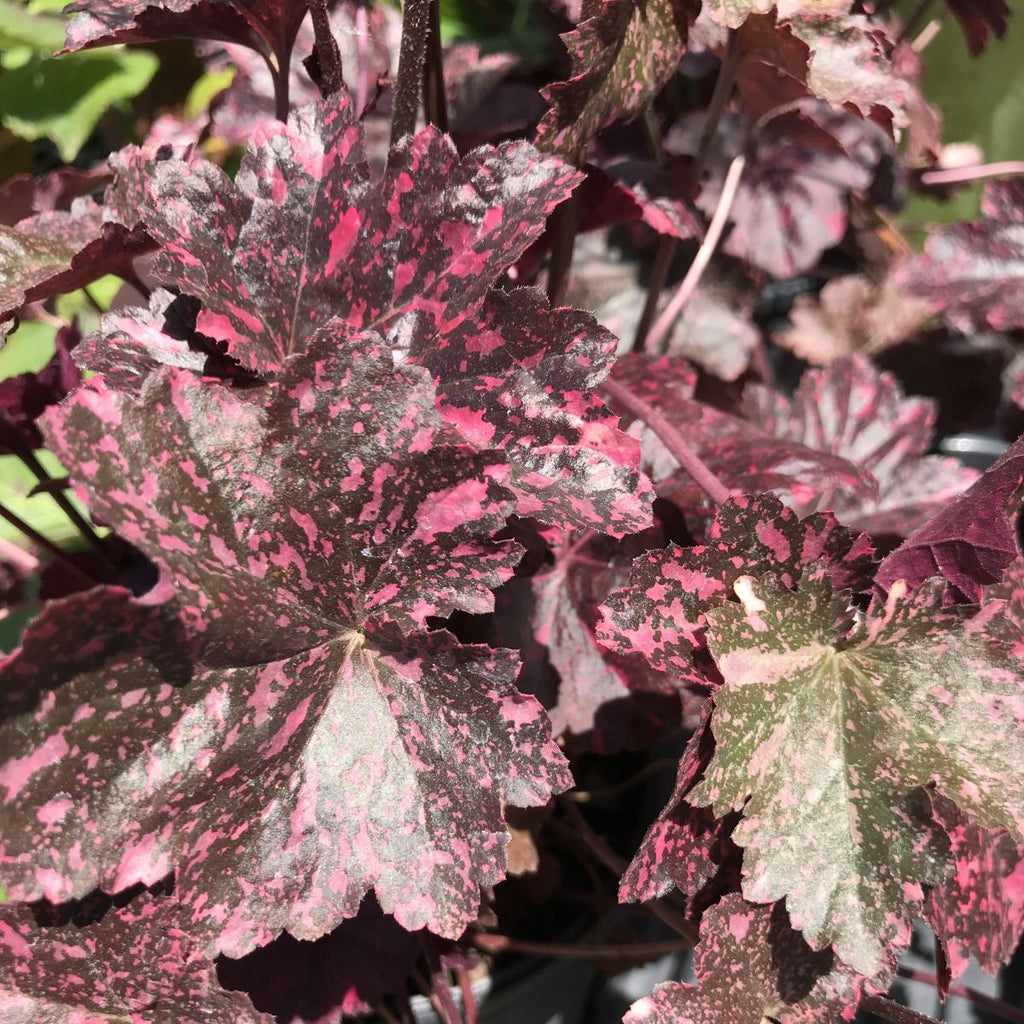 Heuchera x 'Midnight Rose' PP18551