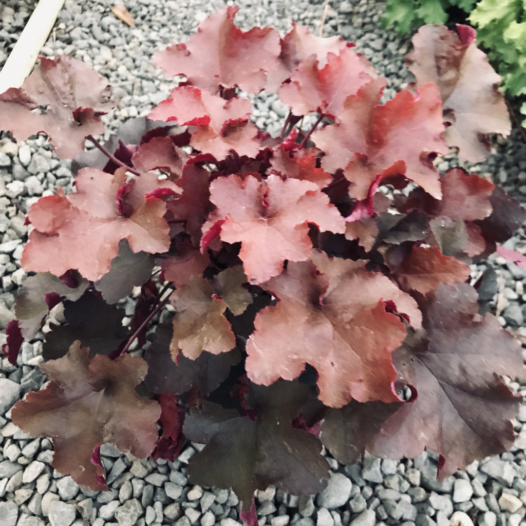 Heuchera 'Sunrise'