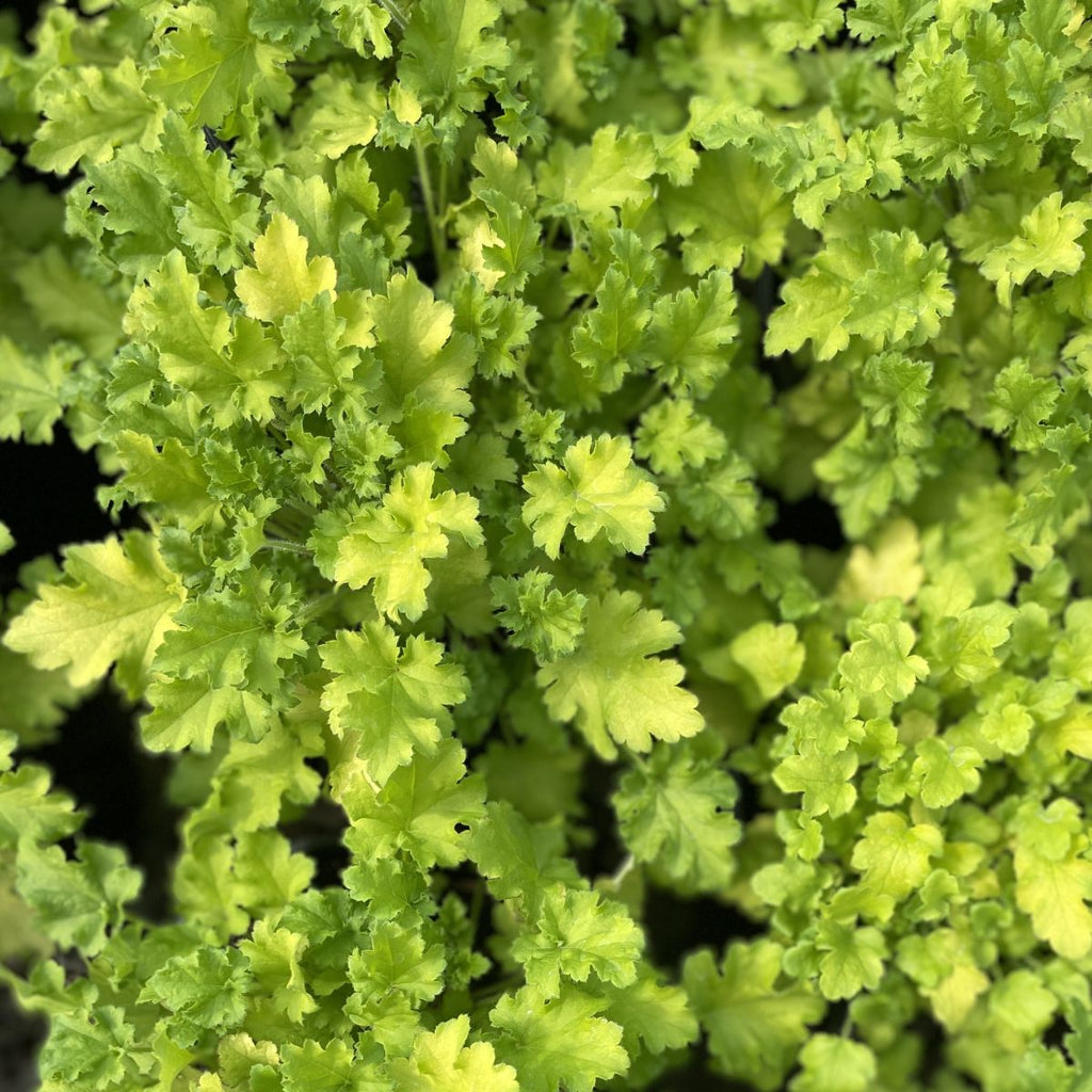 Heuchera 'Winter Joy'