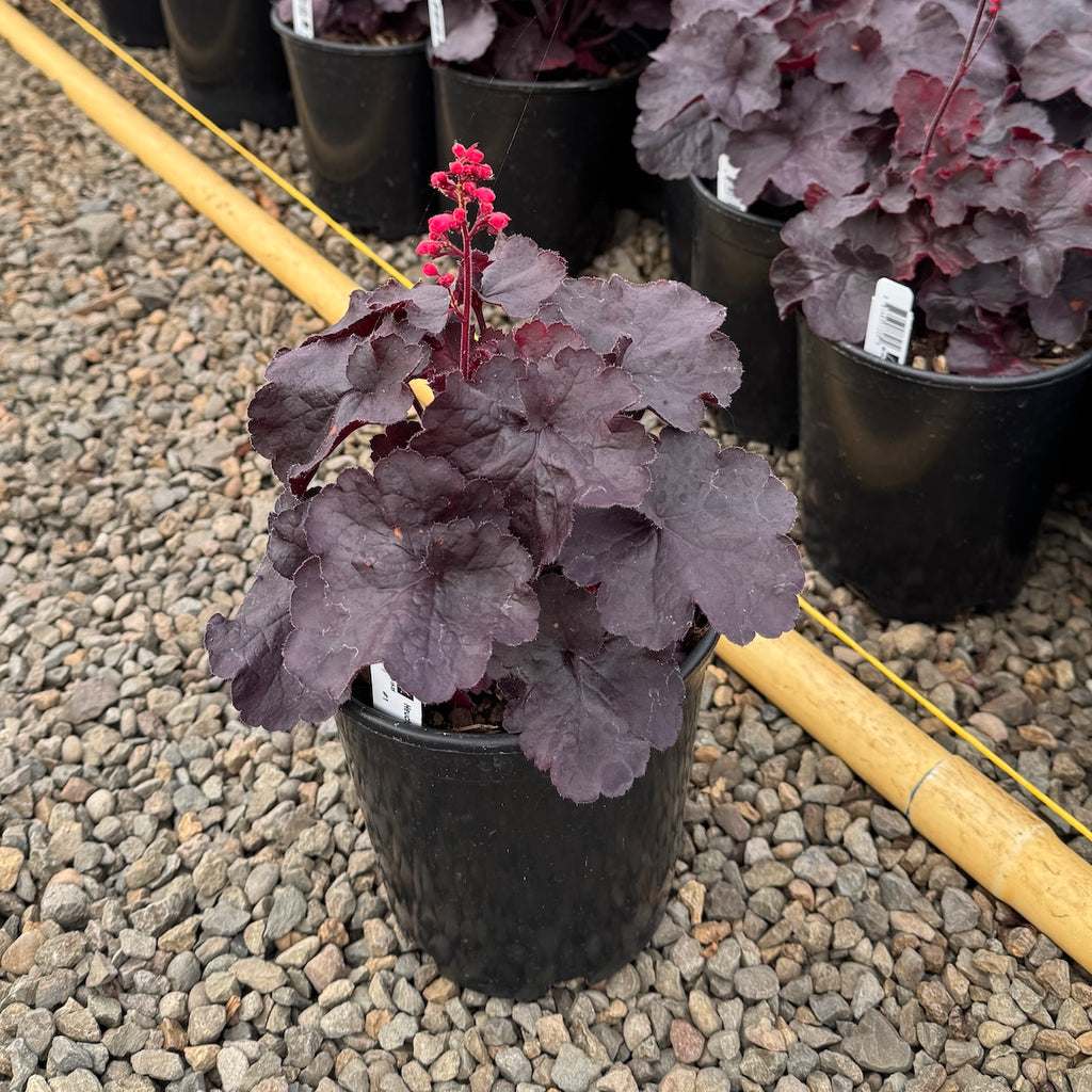 Heuchera 'Black Forest Cake'