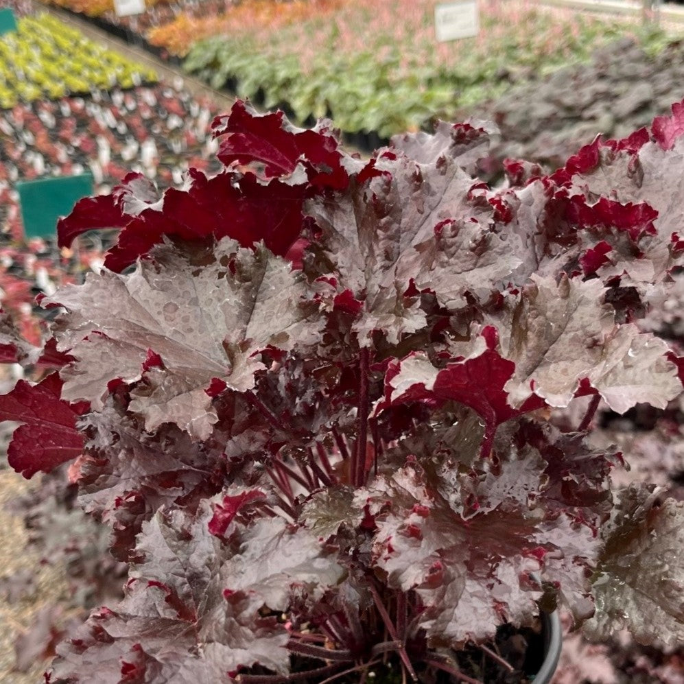 Heuchera 'Black Taffeta' PP26162