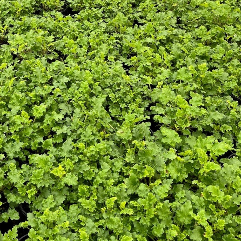 Heuchera 'Bright and Breezy''