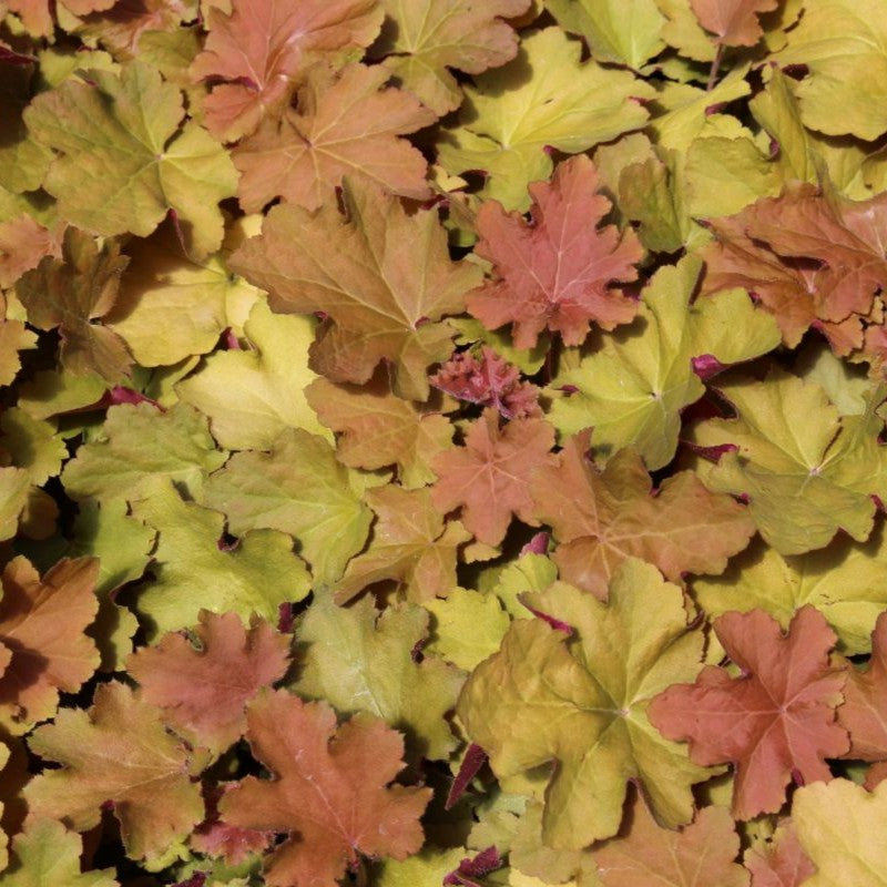 Heuchera villosa 'Caramel' PP16560